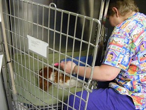 Burke Vet Performs Stem Cell Therapy on Dogs with Hip, Knee Problems