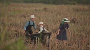 Mennonite daily routine. Kids playing on meadow. Summer. Boy carrying wheelbarrow with small brother in it. Small boy sitting in cart. Girl in dress and white hat walking near brothers with cart.