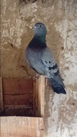 Stunning Pigeon Show: Beautiful Pigeons in Flight & Play 🐦💜 #PigeonLove #BeautifulPigeons