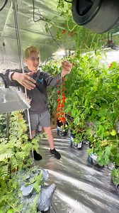 141K views · 2.2K reactions | 5th harvest and update on the indoor hydroponic tomatoes  for more, it’s easier to search and check out on YouTube in long and short form. We have showed the entire grow process, thank you for watching! #hydroponics #tomatoes | ditch_the_flock | Facebook