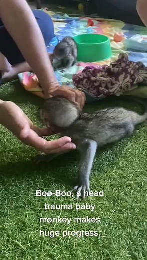 Rescuing Traumatized Baby Vervet Monkeys - Heartwarming Journey