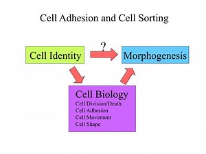 Cell Adhesion and Cell Sorting - SlideServe