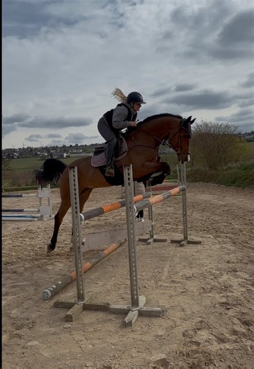 Wer kann mitzählen wie viele Sprünge das waren?🤭 #springpferd #springstunde #springreiter #equestrianlife #fyp