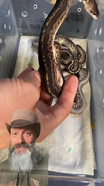 Incredible ball pythons!