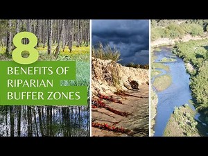 Benefits of a Riparian Buffer Zone