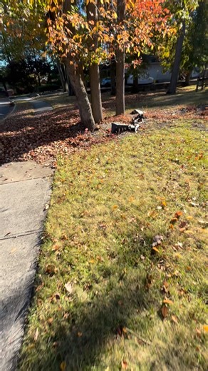 #lawncare #gardeningtips #landscaping | Eco Bloom Landscaping LLC