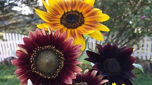 A Stroll Through the Garden: Sunflowers bring beauty and butterflies to your garden