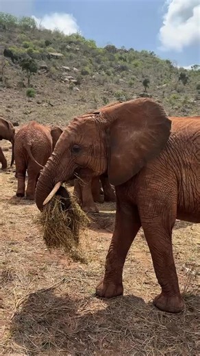 Sheldrick Wildlife Trust on Instagram: "Sholumai, Juni, Akina, and Ushindi aren’t taking any chances! In order to avoid mealtime disturbances — be it boisterous boys or pilfering trunks — each girl relocated to a private area, where they could enjoy their supplemental lucerne in peace. This is a famous tactic of Akina’s — she often sees herself to a ‘table for one’ — and it looks like Sholumai, Juni, and Akina have been taking notes! — Every elephant seen here is an orphan. While each suffered a