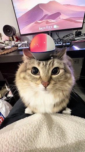 Funny Cats Driving Cars on TikTok