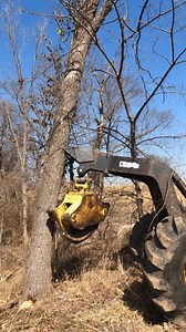 Pushing a walnut tree over backwards. Then limb, top it, and skid it | Boys In The Woods