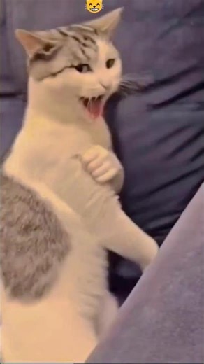 Billi ka karata 😮😮😮😮 #video #cat #billiyon #new #love #song #love