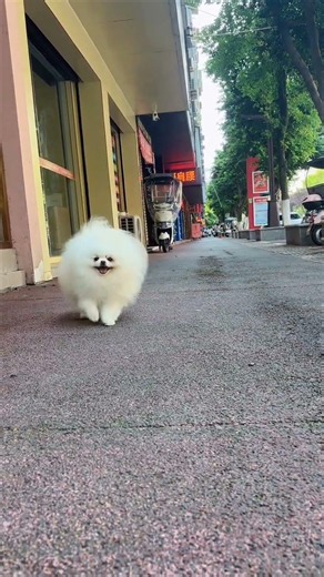 🐶 Tiny Cloud Dog Takes Over the Stree☁️❤️Cutest Pomeranian Ever#cutedog#pomeranian#traditionalbaking