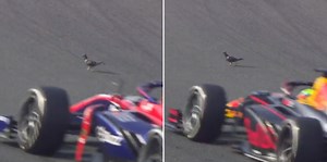 World's Bravest Pigeon Somehow Evades Death Walking On F2 Track Mid-Race
