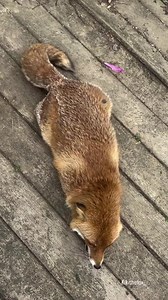 Kiki has a new favorite move🤣🥹 #FantasticFox #FoxyAdventures #FoxMagic #SlyAsAFox #FoxTales | KikitheFox