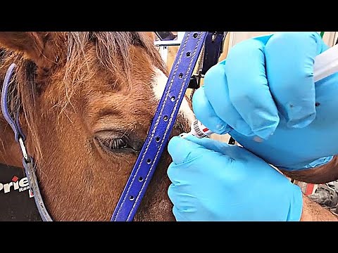 How to flush maxillary sinuses in horses