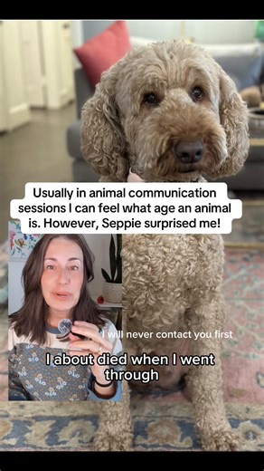 I met Seppie in an animal communication session and he surprised me more than once. Not only did I think he was a much younger dog but he was also welcomed me in a more reserved way than I’m used to with Doodle breeds. ##doodlesoftiktok##animalcommunicator##seniordog##doodles##petpsychic