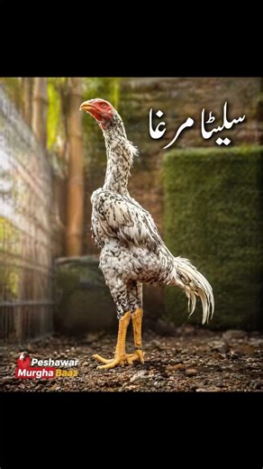 Aseel Roosters Collection | Beautiful Premium Birds ✨ #shorts