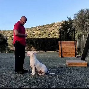 4.2K views · 504 reactions | How to train your Bull Terrier ! 10 training tips ! | Working Bull Terriers Kennel | Facebook