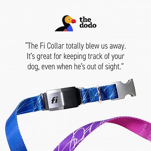 69K views | The experts have spoken, the Fi Smart Collar is the smartest collar out there. GPS tracking. Activity monitoring. Waterproof. 24/7 Lost Dog Mode. Unmatched battery life. Try Fi today. | Fi | Facebook