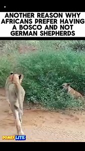 94K views · 10K reactions |  | Domey Lite | Facebook