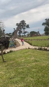 1.6K views | Funny giraffe藍#giraffes #funny #funnygiraffe #funnyanimals #funnyvideos #foryou #usa | Funny Animals Usa | Facebook