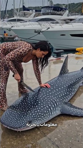 How does a whale shark eat? Secrets of the world's largest fish! #Shorts #Sea #Explore