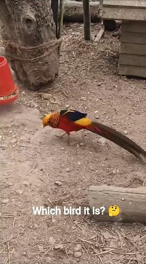 Male Golden Pheasant, Chinese Pheasant, Rainbow Pheasant.