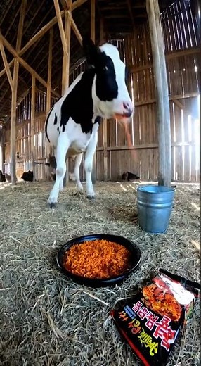 Cow Eats Spicy Noodles and Goes CRAZY! 💦🌶️🐮#funny #caw #funnyshorts #cute #animals