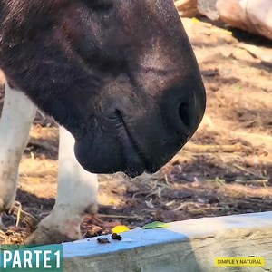 644K views · 10K reactions | Nadie te habla de esto que hacen los burros P1 | Simple y Natural | Facebook