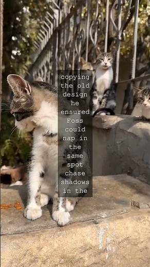 Edward Lears Love for His Cat Foss Edward Lear the poet behind The Owl and the Pussycat...