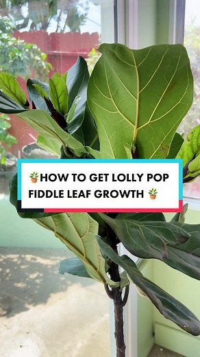 How to Shape Your Fiddle Leaf Fig Like a Lollipop