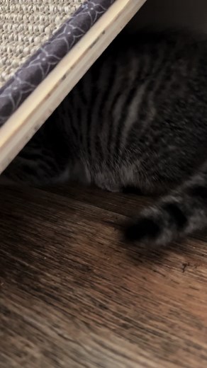 Cat Screaming 'Get Out' - Hilarious and Adorable Videos