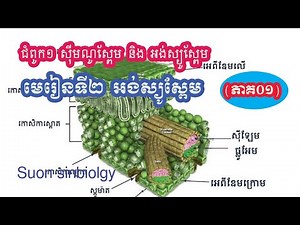 ជីវវិទ្យាថ្នាក់ទី១២||ជំពូក១ ,មេរៀនទី១ អង់ស្យូស្ពែម ( ភាគ ០១ )||Khmer Biology Grade12 For 2020-2021