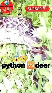 Python’s Deadly Hunt: Deer Swallowed Whole in the Jungle, Real Nature Attack#wildlife #treepython