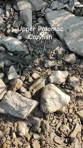 Crayfish Species Upper Potomac River Watershed Allegheny #fishinglife #crayfish #nature #wildlife