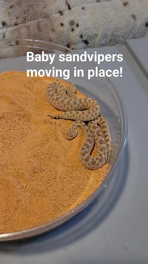 These adorable baby sidewinders can slither in place! #sandviper #sidewinder #venomoussnakes #reptiles #babysnake #cuteanimals #snakes | Joey Josselson
