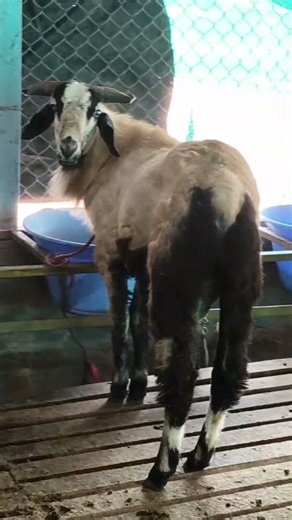 BHAIRAVA SHEEP FARM #PILERU SHEEP MARKET #SHEEP LIVE WEIGHT SALES #KALIKIRI #PILERU #KALLURU #shorts