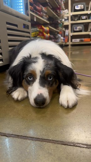Chef Boyardee has always been better than Campbell 😌 #comedy #dog | Artemis the Aussie