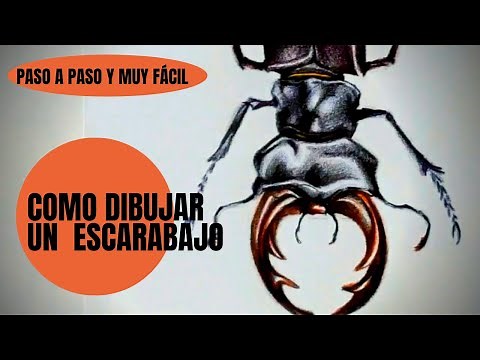 Como dibujo un Escarabajo realista paso a paso y muy fácil.