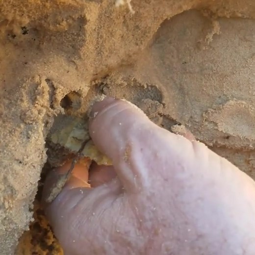 Digging out a huge spear head from Central Florida #rockhound #arrowhead #discover #nativeamerican #florida