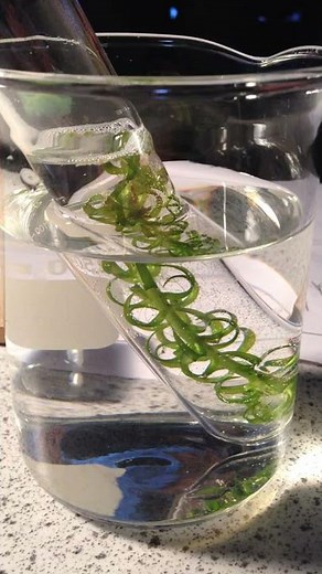 Photosynthesis Experiment