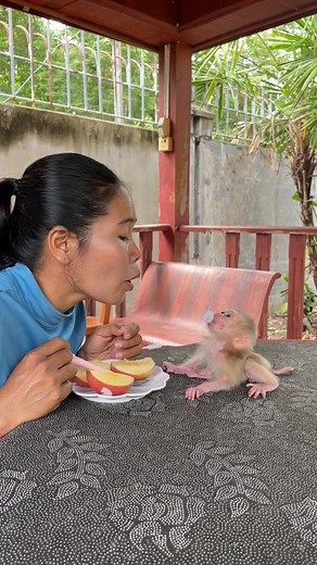 Lovely Baby Monkey . . . #reel #cute #animals #lovely #newbornbabymonkey #monkey | Cute Baby Monkey
