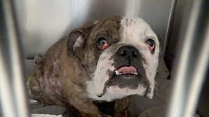 RESCUED - moved to SAFE Album on 11/28 🇨🇭IN MEDICAL🇨🇭 Sweet ADALIA has the most incredible energy, she is a Staff favorite already and she was so happy to get the attention from the Vet staff. She has a skin allergy that was never treated and she needs help now. Please SHARE, she's SO special She need a FOSTER or ADOPTER NOW. Thanks! #A5132473 My name is ADALIA and I'm an approximately 3 year old female Eng. Bulldog. I am not yet spayed. I have been at the Carson Animal Care Center since 11/