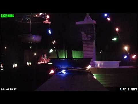 LGR Bird Feed - December 19, 2025