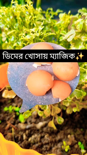 ডিমের খোসা দিলে Aralia বদলে যাবে😱🌿 #shorts #viral #trending #tips #gardening #plantcare #egg #aralia