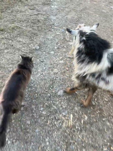 Cat herding goats.