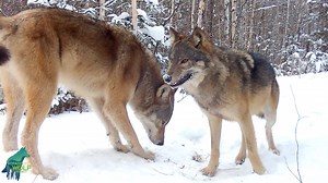 210K views · 6.1K reactions | Two reasons this video from last winter...