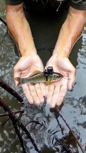 POV: The Peaceful Secret Life of Brazil’s Mangrove Killifish 🐟🇧🇷✨