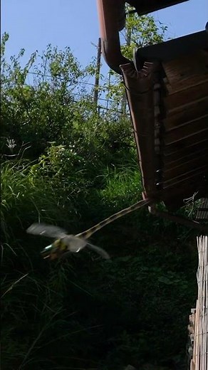 Large Dragonfly Chases Japanese Honeybees and Targets Praying Mantis