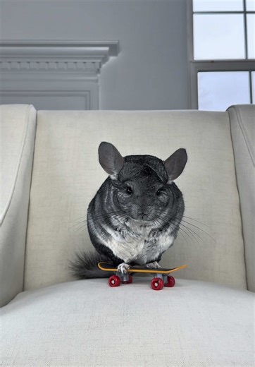Coming soon to a skatepark near you 🛹 #creatorsearchinsights #petmoments #skateboard #chinchilla @PetSmart